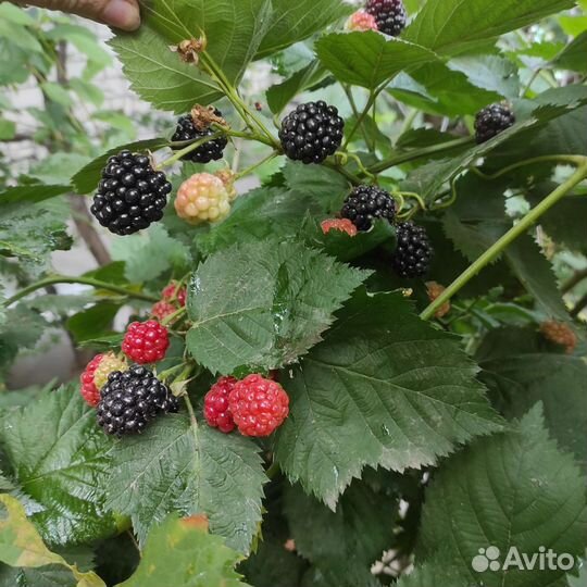 Саженцы ежевики. Лох тей. Натчез. Карака блек