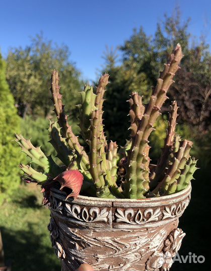 Суккуленты