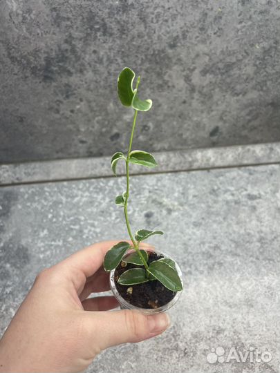 Хойи разные