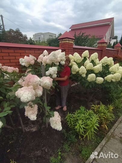 Гортензия метельчатая