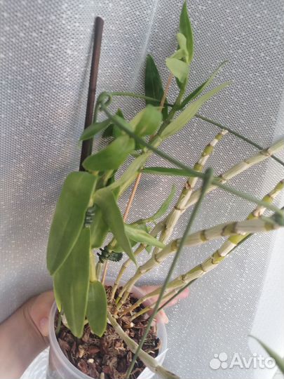 Орхидея Dendrobium transparens
