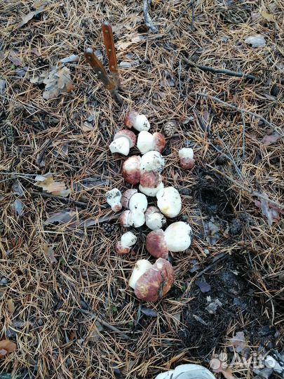 Боровики грибы