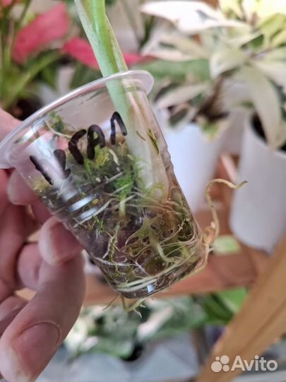 Алоказия регал шилдс