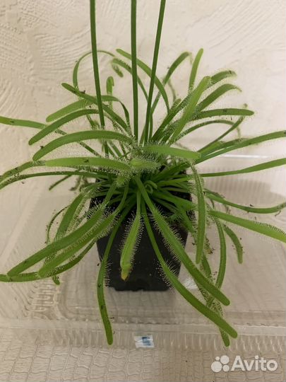 Хищные растения