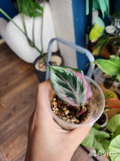 Строманта триколор, калатея Roseopicta