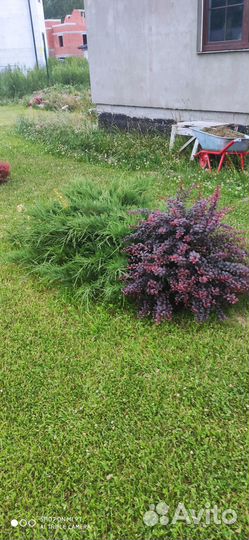 Саженцы барбариса