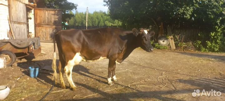 Корова молочная