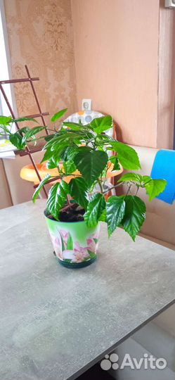 Гибискус китайская роза красная