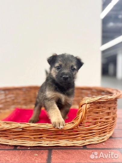 Щенок мальчик