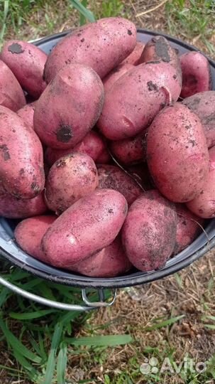 Картофель домашний