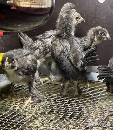 Куры чистопородные с цветным яйцом