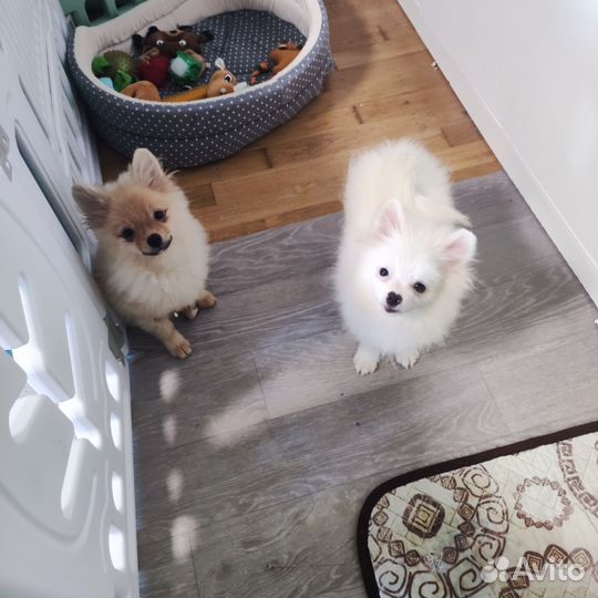 Шпиц мальчики и девочки