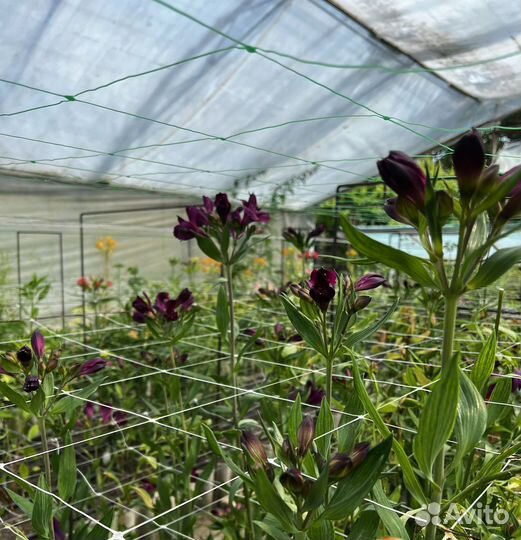 Цветы альстромерии