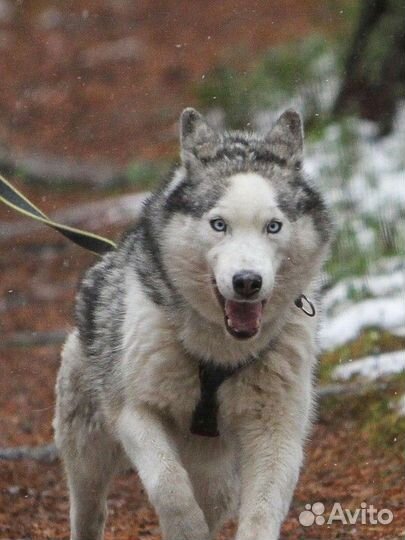 Тренировка собак
