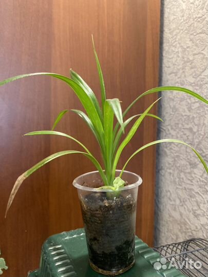 Комнатные цветы панданус