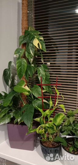 Монстера, эпипремнум, сциндапсус