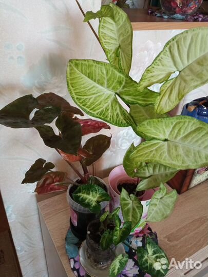 Сингониум,Хлорофитум,Маранта,Полисциас,Кислица