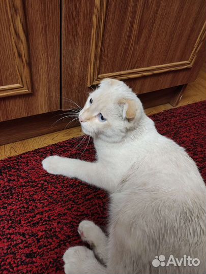 Потерялась кошка