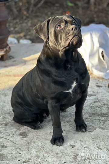 Щенки кане Корсо