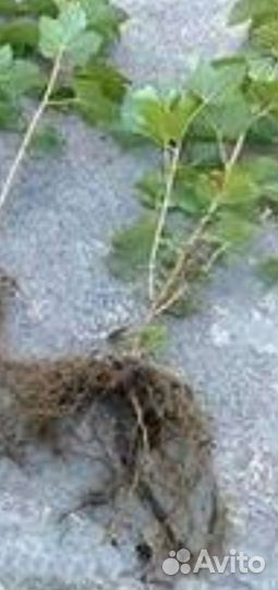 Саженцы чёрной смородины