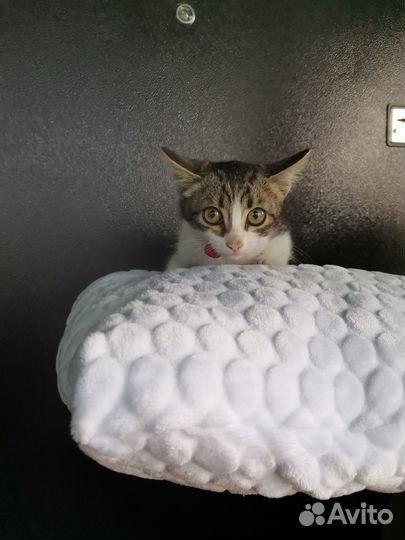 Отдам котёнка