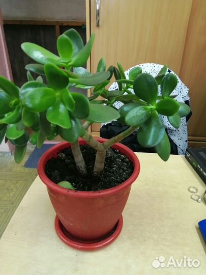 Толстянка денежное дерево