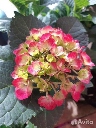 Гортензия крупнолистная