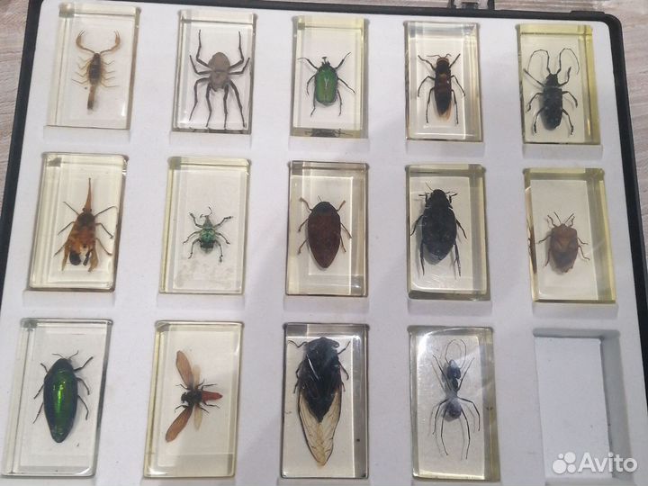 Жуки в стекле