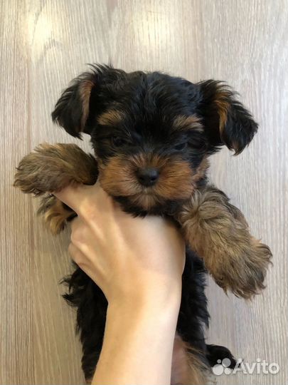 Йоркширский терьер мини беби фейс щенки