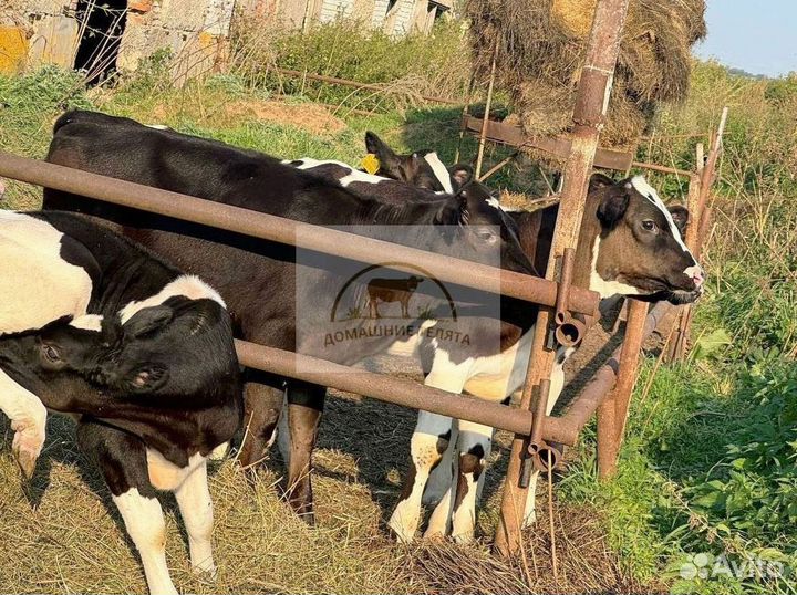 Бычки, телята от 2 месяца