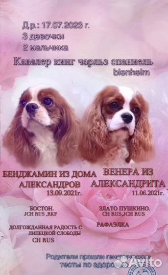 Кавалер кинг чарльз спаниель