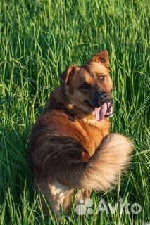 Собака в добрые руки