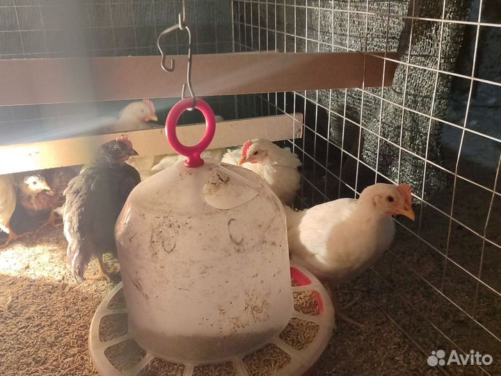 Петушки леггорн