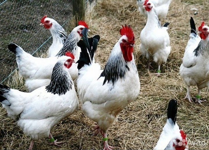 Куры, петухи, цыплята, инкубационные яйца