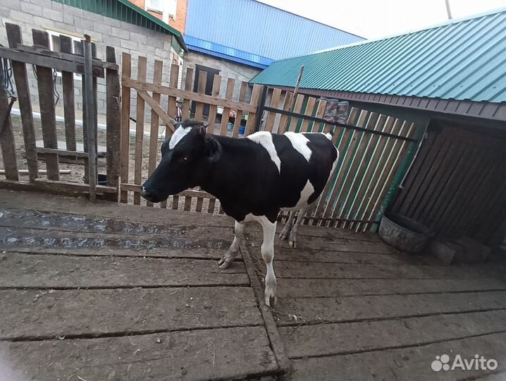 Продается телка