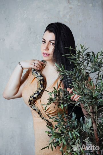 Змея питон в аренду для фотосессии