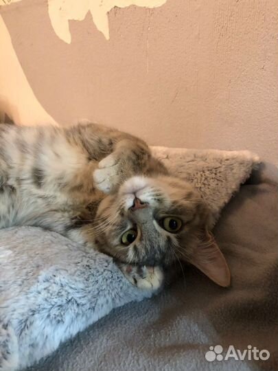 Серый котенок девочка 6 месяцев