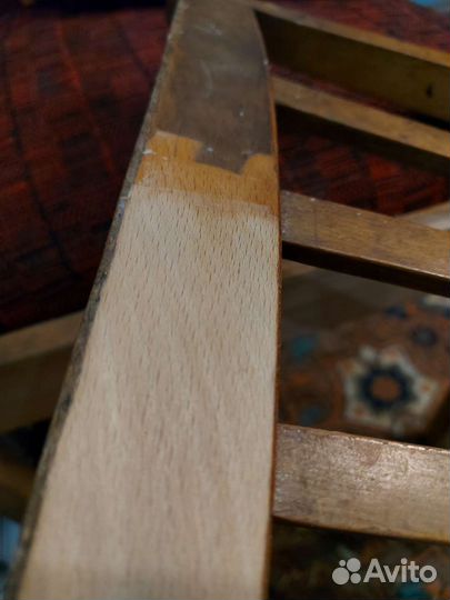 Цикля столярная