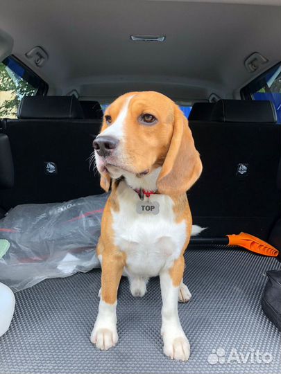 Бигль вязка