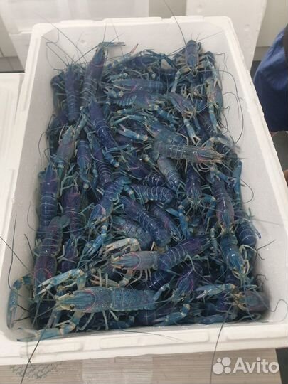 Продажа живых раков