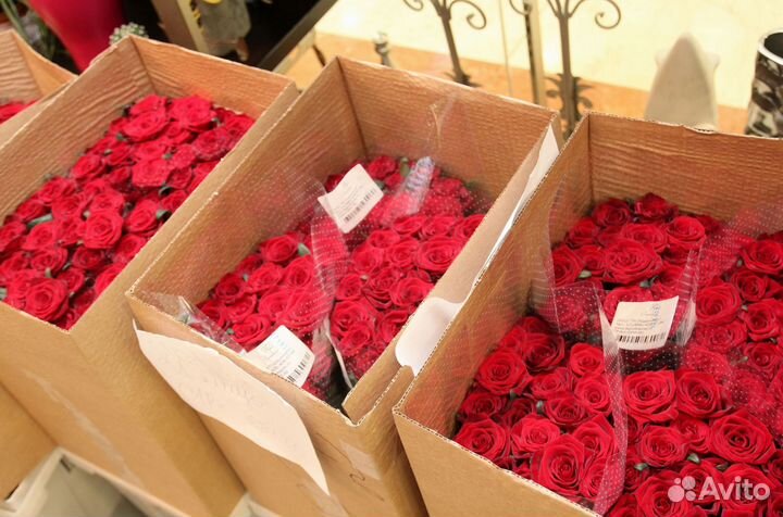 Розы, букет цветов, 101 роза, 51 роза Розы опт