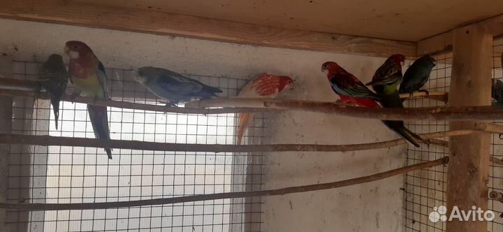 Попугаи различных пород,волнистые попугаи,кореллы