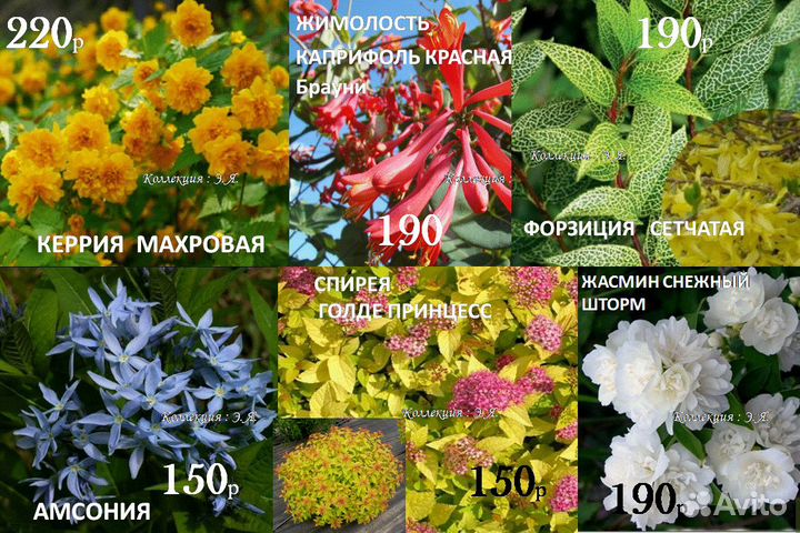 Кустарники Гортензии Малина Розы Доставка Почтой