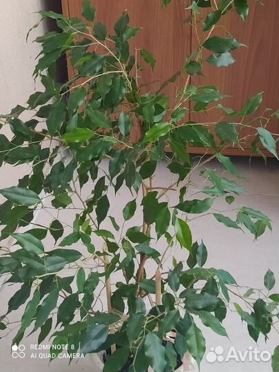 Фикус Бенджамина Даниэль (Danielle)