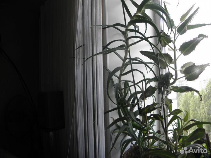 Каланхое,алоэ, алоэ вера,фикус Бенжамина