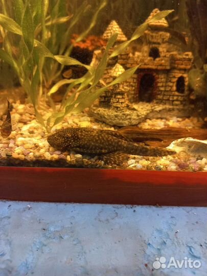 Сомики анцитрусы