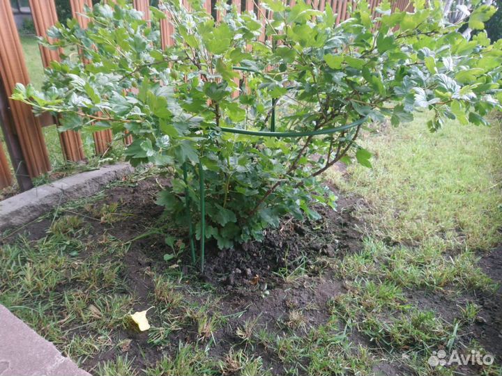 Кустодержатель