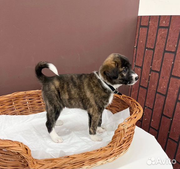 Щенок мальчик