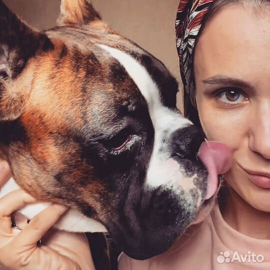 Передержка собак