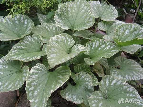 Хосты,бруннера